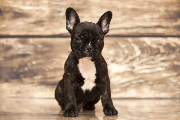 Bonito Filhote Cachorro Bulldog Francês Estúdio — Fotografia de Stock