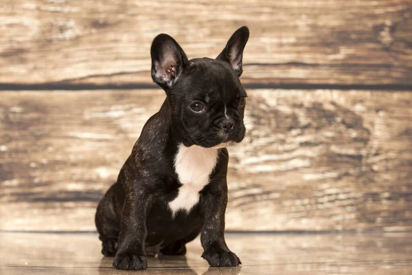 Aranyos Francia Bulldog Kiskutya Stúdióban — Stock Fotó