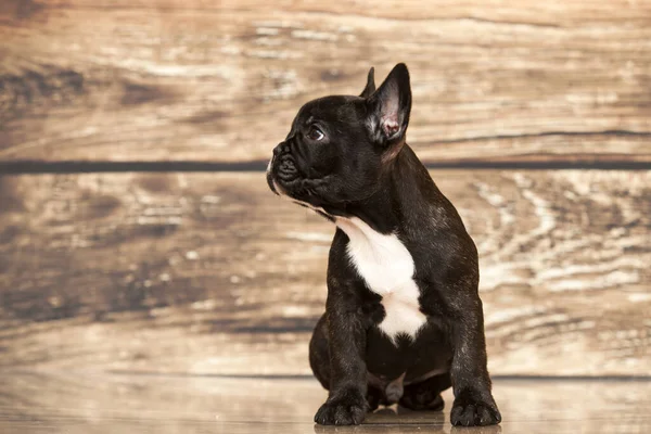 Mignon Bouledogue Français Chiot Studio — Photo