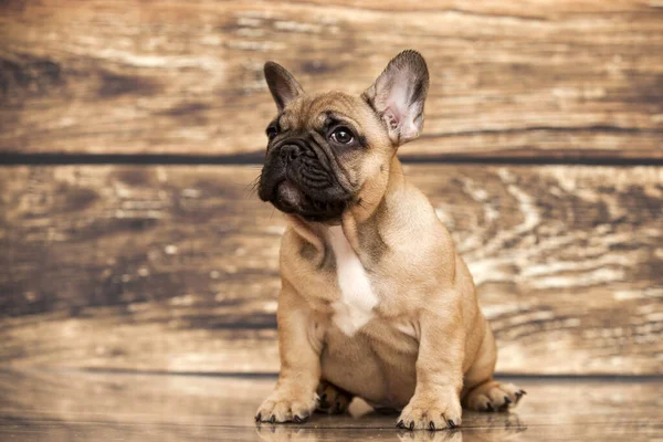 Lindo Perrito Bulldog Francés Estudio — Foto de Stock