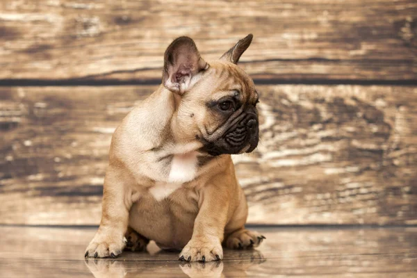 Bonito Filhote Cachorro Bulldog Francês Estúdio — Fotografia de Stock