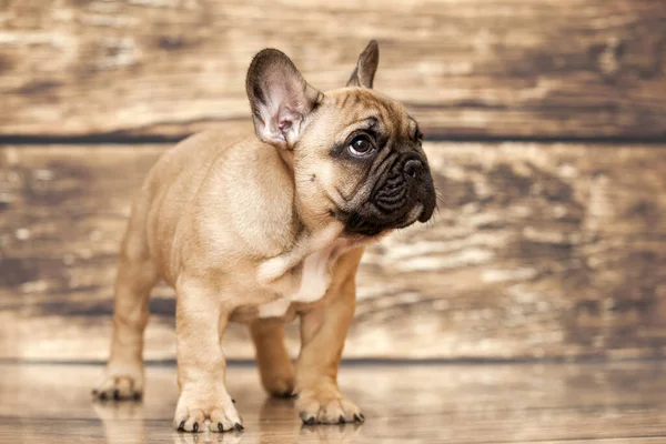 Lindo Perrito Bulldog Francés Estudio — Foto de Stock