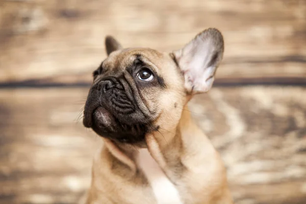 Bonito Filhote Cachorro Bulldog Francês Estúdio — Fotografia de Stock