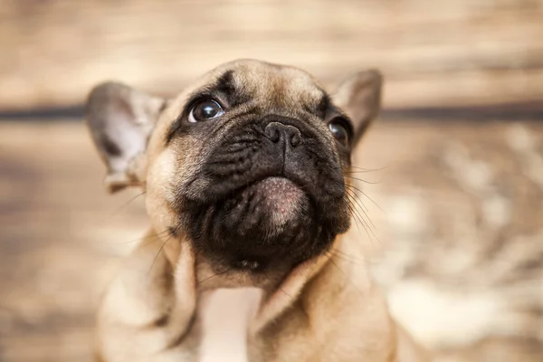 かわいいですフランス語ブルドッグ子犬でスタジオ — ストック写真