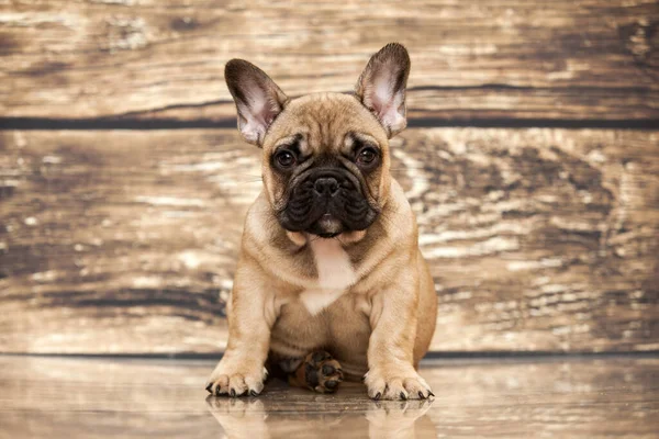 Lindo Perrito Bulldog Francés Estudio — Foto de Stock