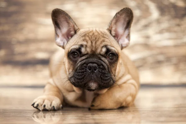 Bonito Filhote Cachorro Bulldog Francês Estúdio — Fotografia de Stock