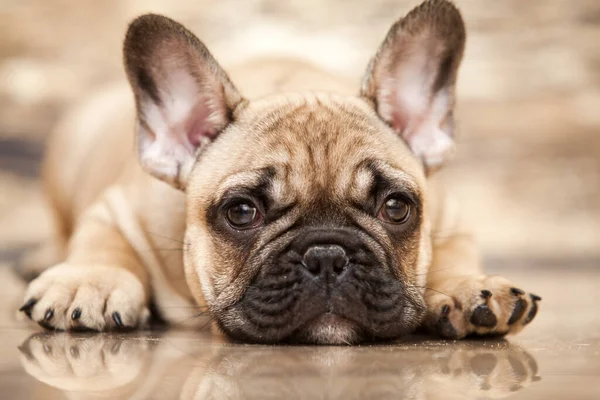 Bonito Filhote Cachorro Bulldog Francês Estúdio — Fotografia de Stock