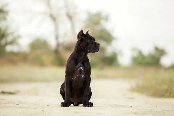 意大利犬科索犬户外 — 图库照片