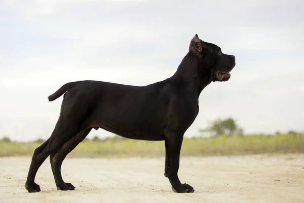 Olasz Cane Corso Kutya Szabadban — Stock Fotó