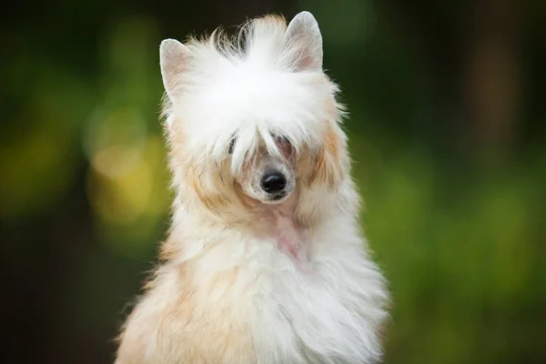 Chino Cresta Lindo Cachorro Aire Libre —  Fotos de Stock