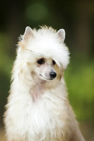 Chiński Crested Słodkie Szczeniak Zewnątrz — Zdjęcie stockowe