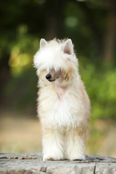 Číňan Crested Roztomilý Puppy Venkovní — Stock fotografie