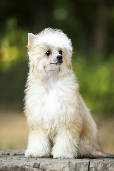 Číňan Crested Roztomilý Puppy Venkovní — Stock fotografie