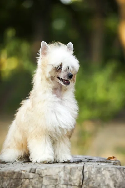 Chinesisch Crested Niedlichen Welpen Freien — Stockfoto