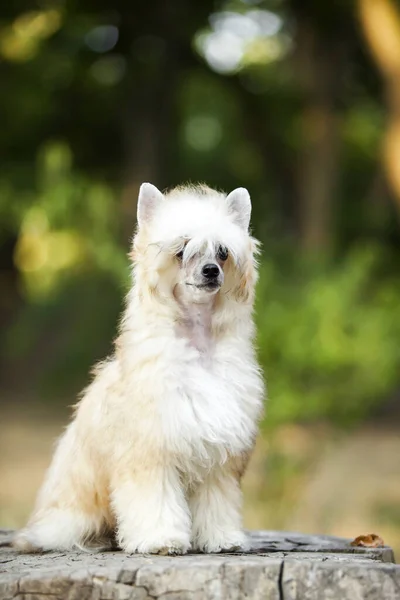 Číňan Crested Roztomilý Puppy Venkovní — Stock fotografie