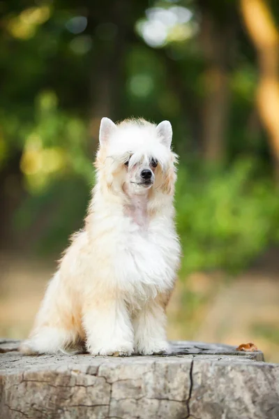 Číňan Crested Roztomilý Puppy Venkovní — Stock fotografie