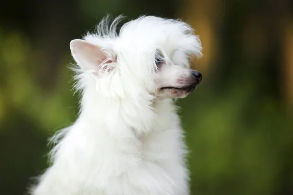 Chinese Crested Cute Puppy Outdoor — Stock Photo, Image