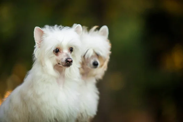 中国のクレストかわいい子犬屋外 — ストック写真