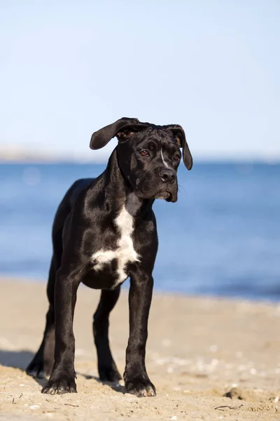 Lindo Cachorro Bastón Corso Aire Libre — Foto de Stock