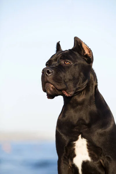 Bonito Filhote Cachorro Cana Corso Livre — Fotografia de Stock