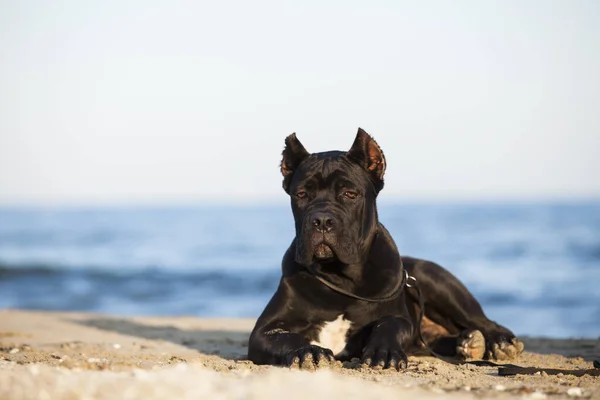 Leuke Puppy Cane Corso Outdoor — Stockfoto