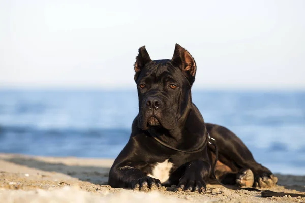 Lindo Cachorro Bastón Corso Aire Libre —  Fotos de Stock