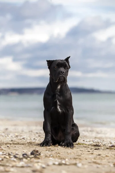 Lindo Cachorro Bastón Corso Aire Libre —  Fotos de Stock