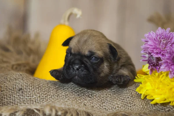 Klein Schattig Frans Bulldog Puppy — Stockfoto