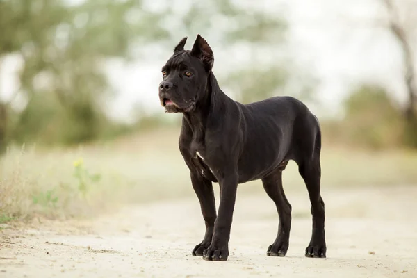 Italian Cane Corso Dog Outdoor Royalty Free Stock Photos