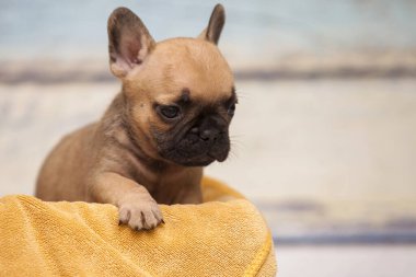 Stüdyoda şirin bir Fransız Bulldog köpeği