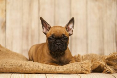 Stüdyoda şirin bir Fransız Bulldog köpeği