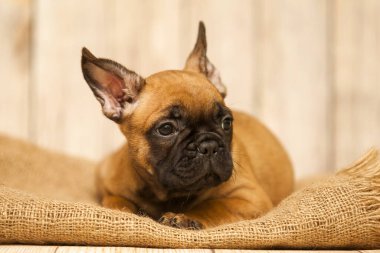 Stüdyoda şirin bir Fransız Bulldog köpeği