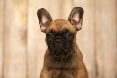 Stüdyoda şirin bir Fransız Bulldog köpeği