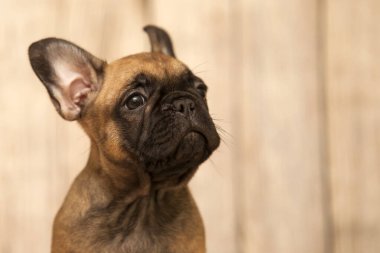 Stüdyoda şirin bir Fransız Bulldog köpeği