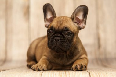 Stüdyoda şirin bir Fransız Bulldog köpeği