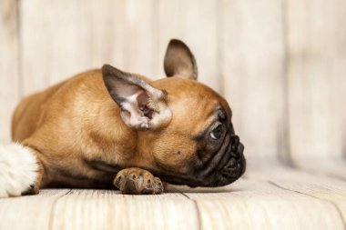 Stüdyoda şirin bir Fransız Bulldog köpeği