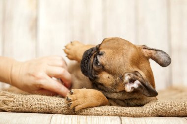 Stüdyoda şirin bir Fransız Bulldog köpeği