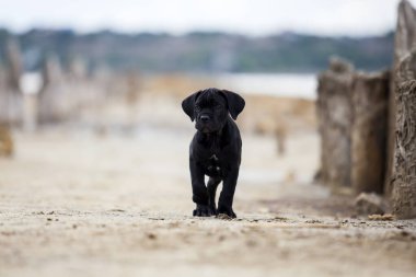 Şirin Puppy Cane Corso açık havada