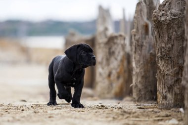 Şirin Puppy Cane Corso açık havada