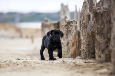 Şirin Puppy Cane Corso açık havada