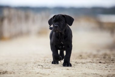 Şirin Puppy Cane Corso açık havada