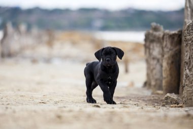 Şirin Puppy Cane Corso açık havada