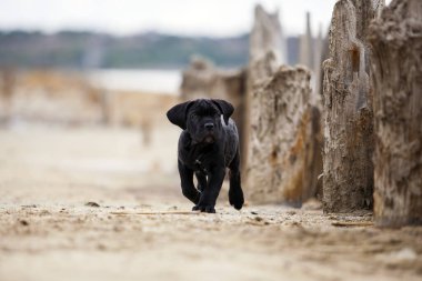 Şirin Puppy Cane Corso açık havada