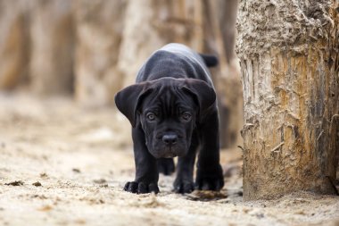 Şirin Puppy Cane Corso açık havada