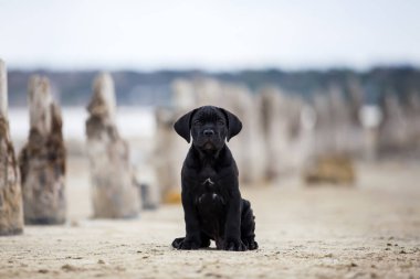 Şirin Puppy Cane Corso açık havada