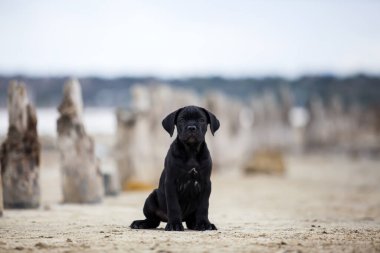 Şirin Puppy Cane Corso açık havada