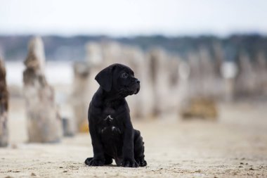 Şirin Puppy Cane Corso açık havada