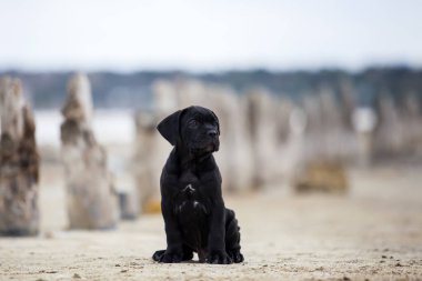 Şirin Puppy Cane Corso açık havada