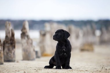 Şirin Puppy Cane Corso açık havada