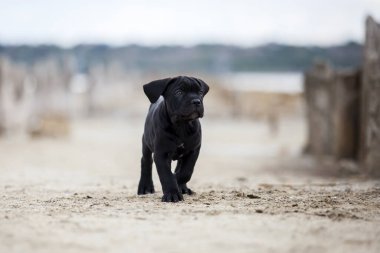 Şirin Puppy Cane Corso açık havada